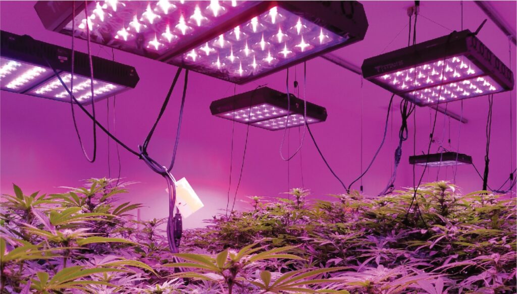 Growing Marijuana with LED lights