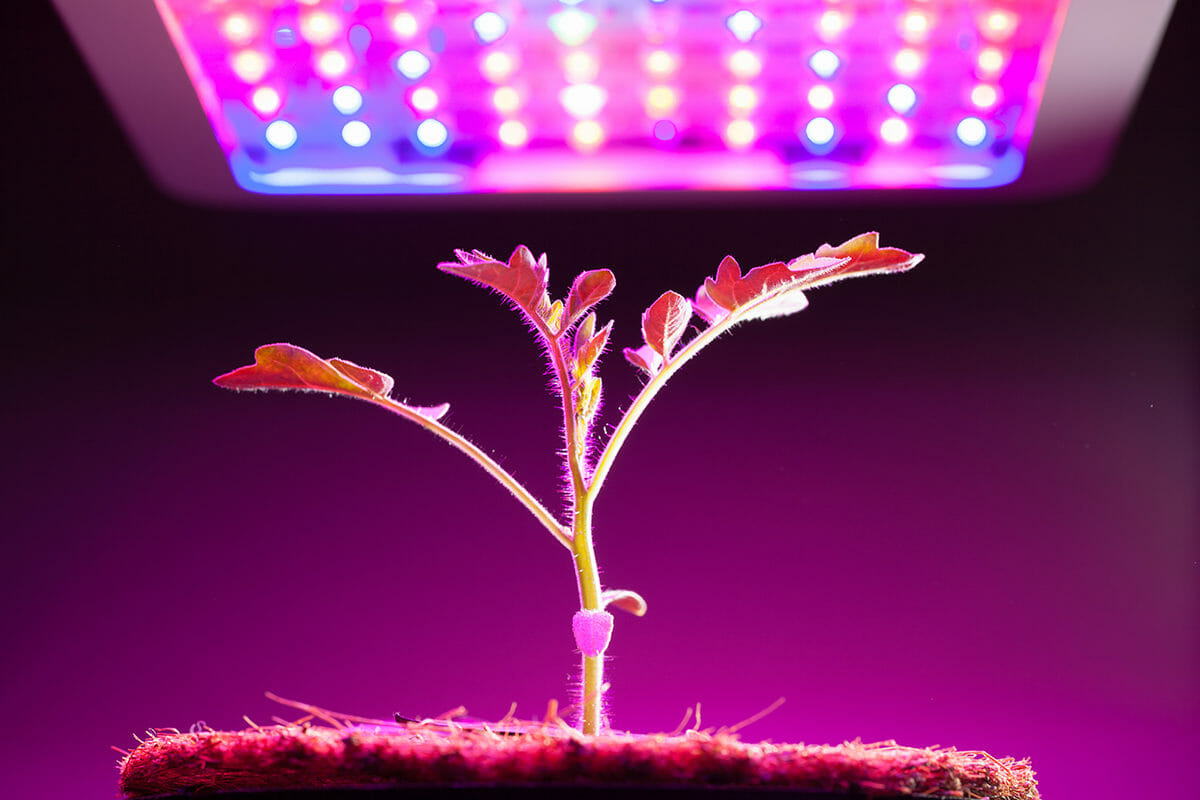 Growing Marijuana with LED lights