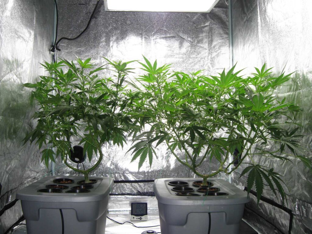 Medical Cannabis