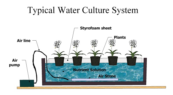 Weed Using Deep Water Culture Method